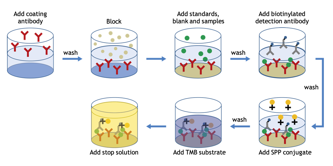 ELISA Flow Diagram | U-CyTech